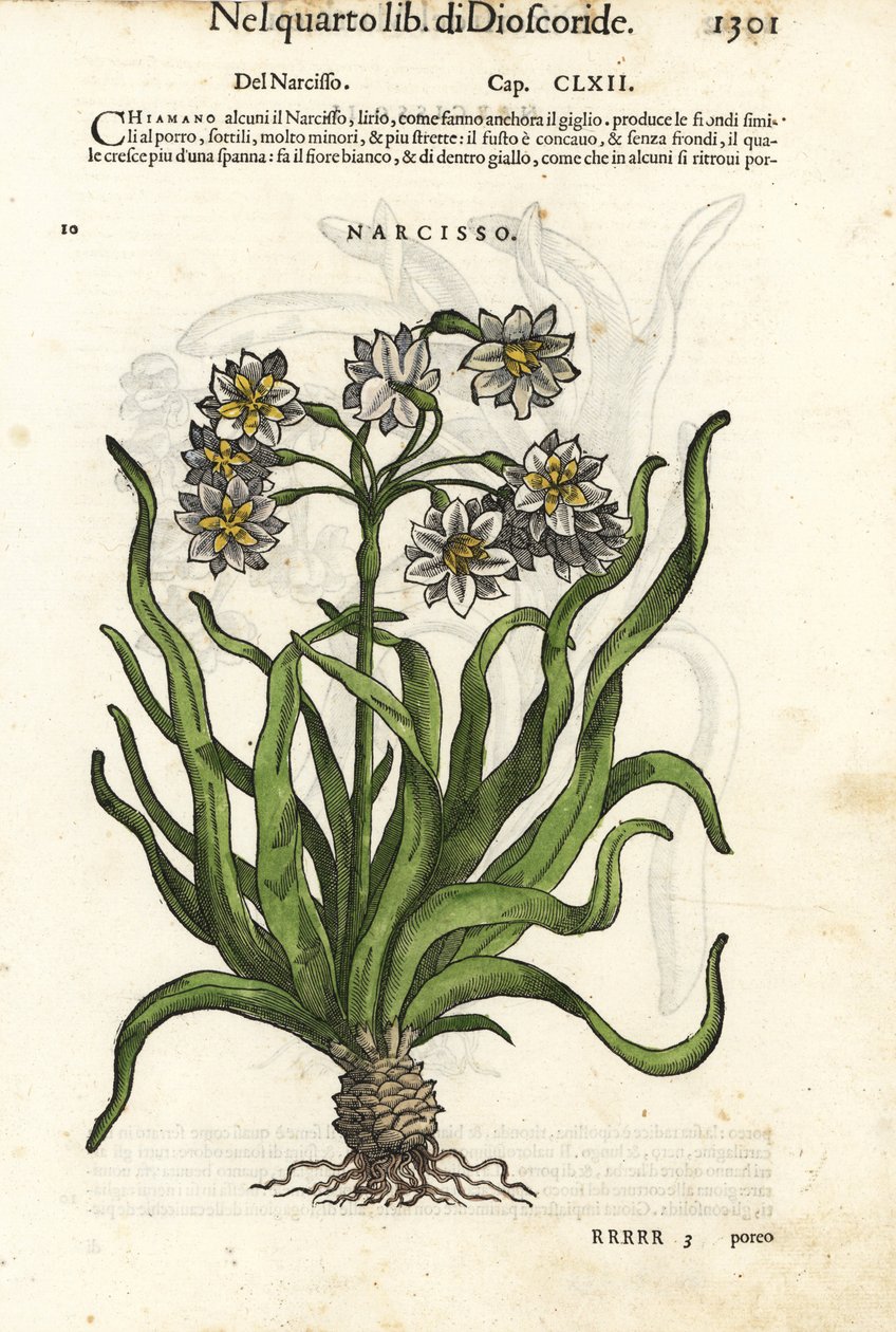 Narsissi, Narcissus tazetta. Wolfgang Meyerpickin käsin värjätty puupiirros Giorgio Liberalen kuvituksen mukaan Pietro Andrea Mattiolin teoksesta Discorsi di P.A. Matthioli ne i sei libri della Materia Medicinale di Pedacio Dioscoride. tekijältä Unbekannter Künstler