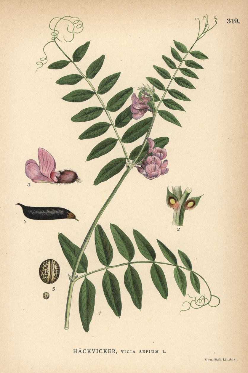 Pensasvehnä, Vicia sepium tekijältä Unbekannter Künstler
