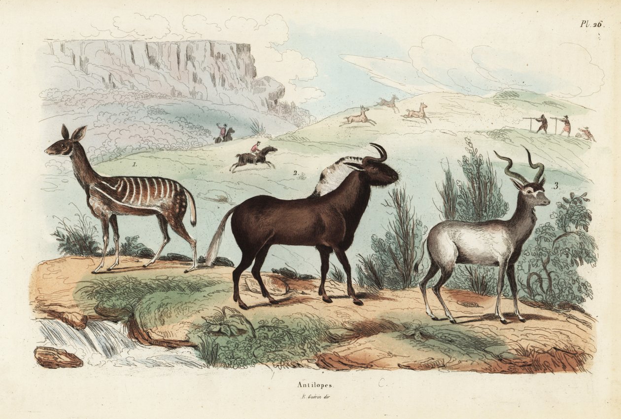 Bushbuck, Tragelaphus scriptus 1, musta gnuu tai valkohäntägnuu, Connochaetes gnuu 2, suurempi suurempi, Tragelaphus strepsiceros tekijältä Unbekannt