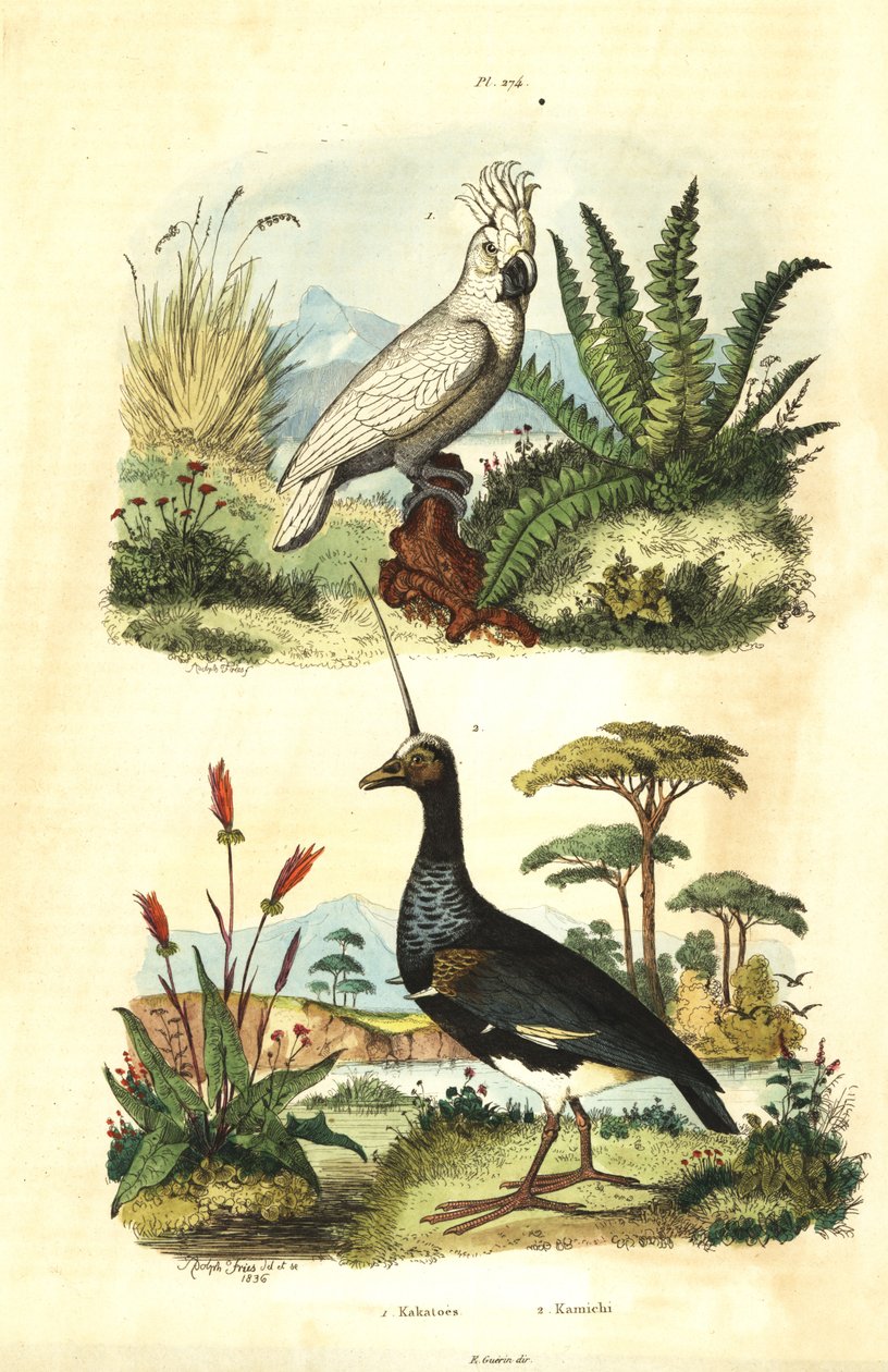 Gale Cockatoo, rikkiharjakakadu ja Horned Screamer, Horned Anhima Kakatoes ja Kamichi tekijältä Unbekannt