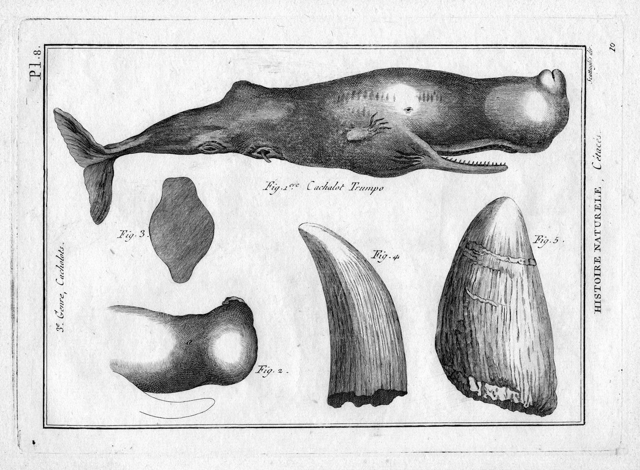 Cachalot trumpo (trompe) Pierre Joseph Bonnaterren (1762-1804) teoksessa "Painting Encyclopedique et Methodique des trois Regnes de la Nature". Pariisi 1784. tekijältä Unbekannter Künstler