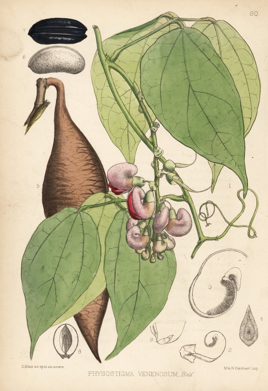 Calabar-papu tai ordeal-papu. Physostigma venenosum. Hanhartin käsin tekemä värillinen litografia David Blairin kasvitieteellisen kuvituksen mukaan Robert Bentleyn ja Henry Trimenin teoksesta Medicinal Plants, Lontoo. tekijältä Unbekannter Künstler