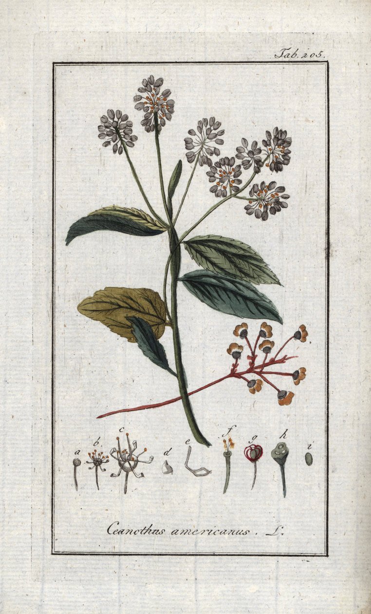 Kalifornian syreenit (Ceanothus americanus). Litografia Johannes Zornin (1739-1799) teoksesta "Afbeelding der Artseny-Gewassen", Alankomaat. tekijältä Unbekannter Künstler