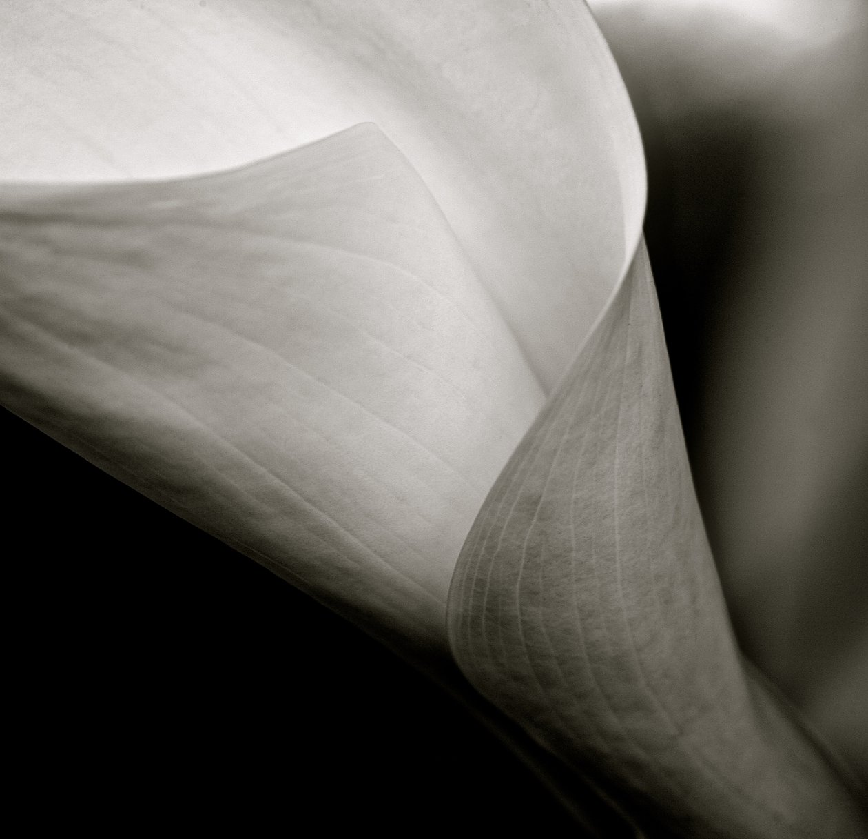 Callalily, 2015 (m/v kuva) tekijältä William M. Timlin
