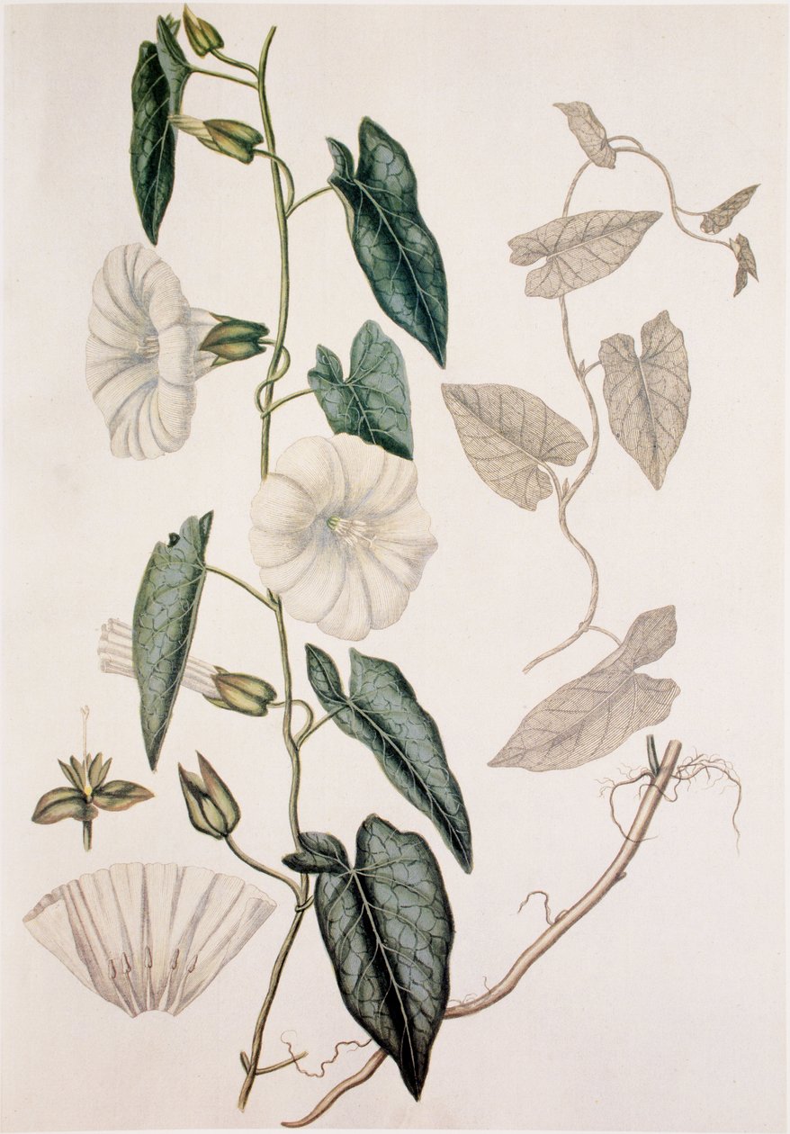 Calystegia sepium/Convolvulus sepium/Hedge Bedding tekijältä Unbekannt