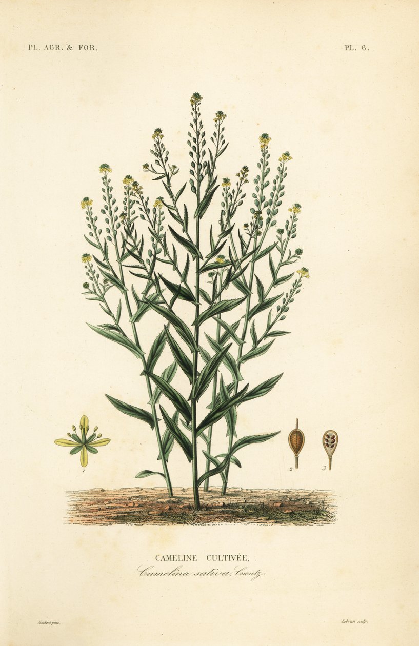 Camelina tai tekopellava, Camelina sativa, Cameline cultivee tekijältä Unbekannt