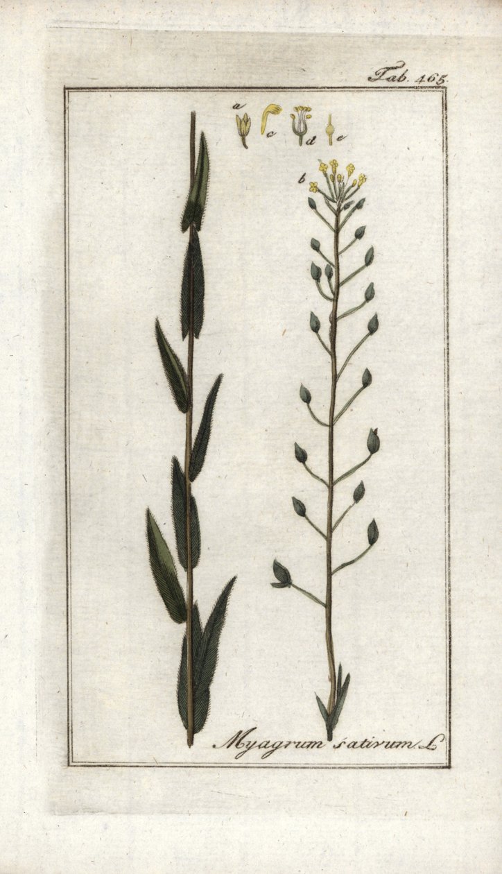 Cameline eli pellava basard tai seesami Saksasta (Camelina sativa). Liitoskuva Johannes Zornin (1739-1799) teoksesta "Afbeelding der Artseny-Gewassen", Alankomaat. tekijältä Unbekannter Künstler