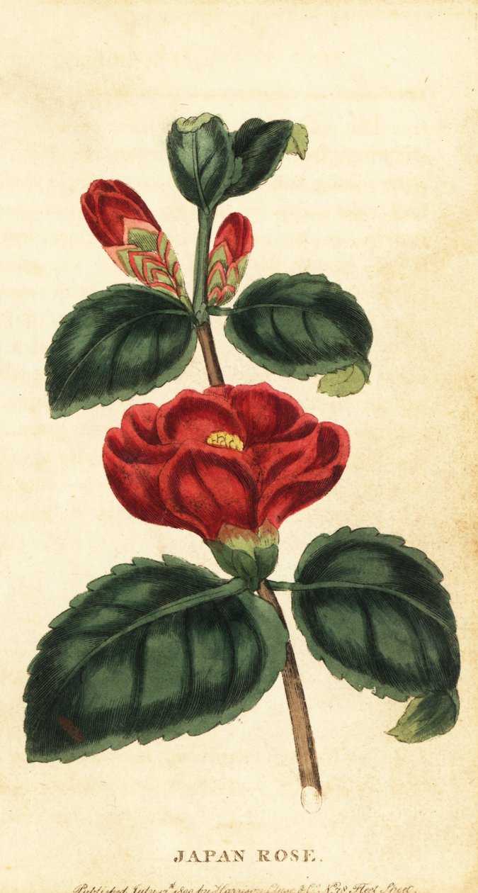 Camèlia o rosa del Japó, Camellia japonica. ,1800 (gravat)finès tekijältä Unbekannter Künstler