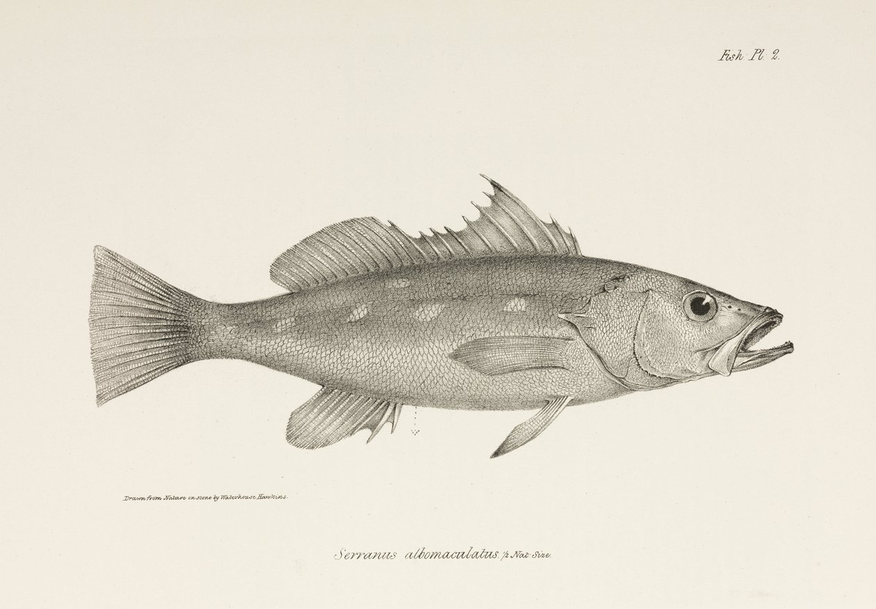 Camotillo, Tyynimeri, n. 1832-1836 tekijältä Unbekannter Künstler