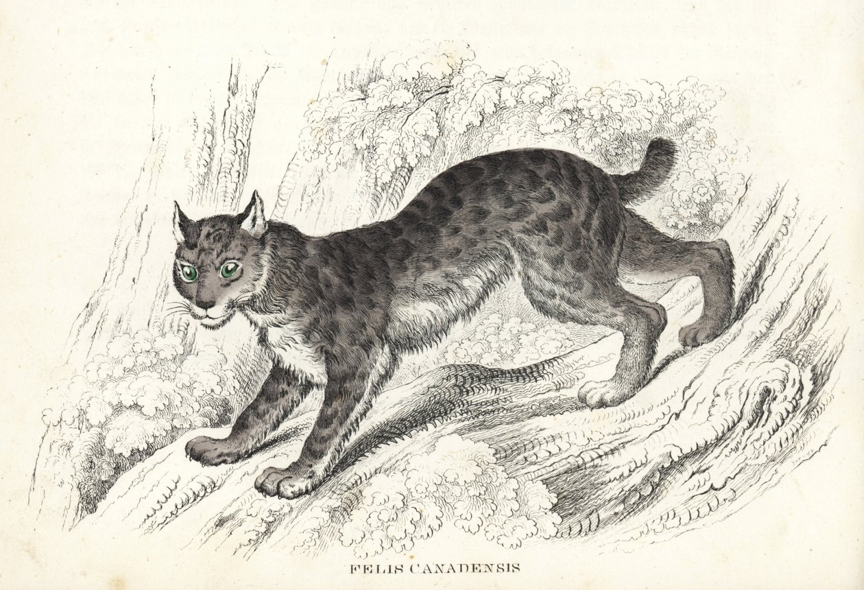 Kanadan ilves, Lynx canadensis (Felis canadensis). Käsinväritetty litografia Georg Friedrich Treitschken luonnontieteellisestä galleriasta, Naturhistorischer Bildersaal des Thierreiches, Liepzig-1842. tekijältä Unbekannter Künstler