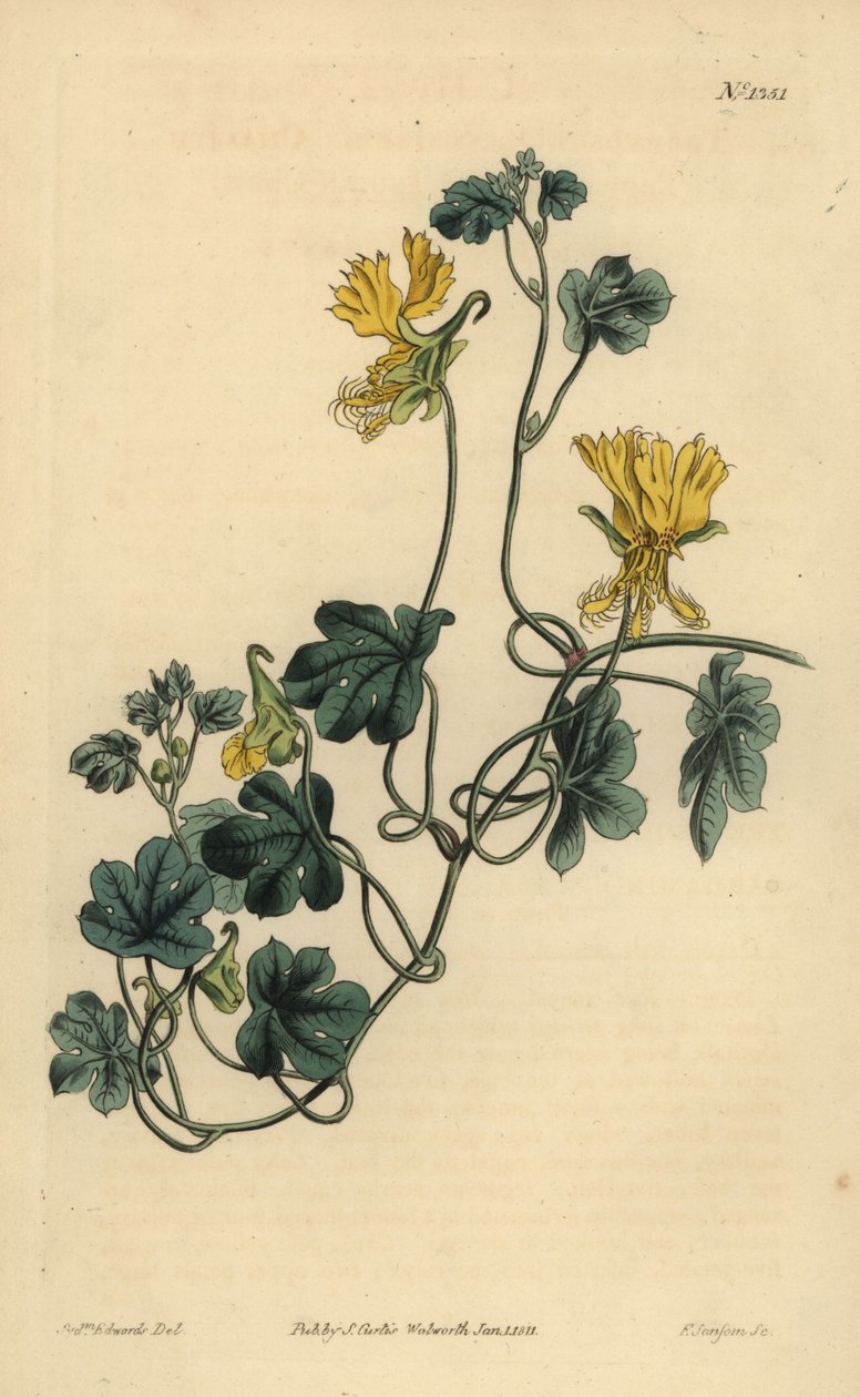 Kanarian creeper, intialainen krassi tai väreposki, Tropaeolum peregrinum tekijältä Unbekannt