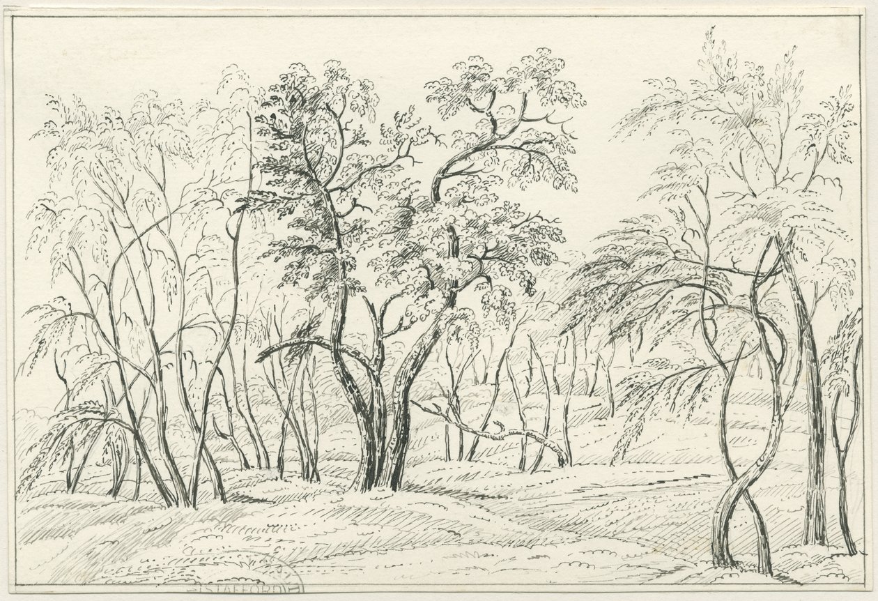 Cannock Chase: kynä- ja lyijykynäpiirustus, nd [?1800-luku] tekijältä Unbekannt