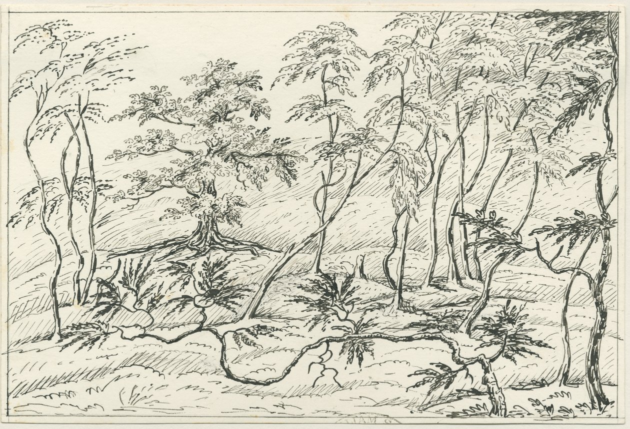 Cannock Chase: kynä- ja lyijykynäpiirustus, nd [?1800-luku] tekijältä Unbekannt