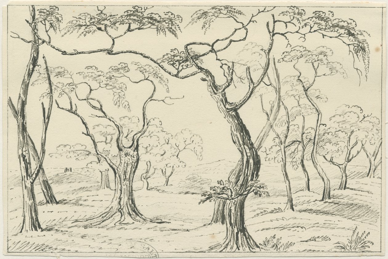 Cannock Chase: kynä- ja lyijykynäpiirustus, nd [?1800-luku] tekijältä Unbekannt