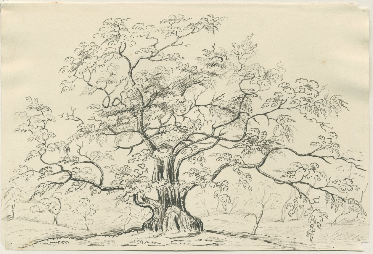 Cannock Chase: kynä- ja lyijykynäpiirustus, nd [?1800-luku] tekijältä Unbekannt