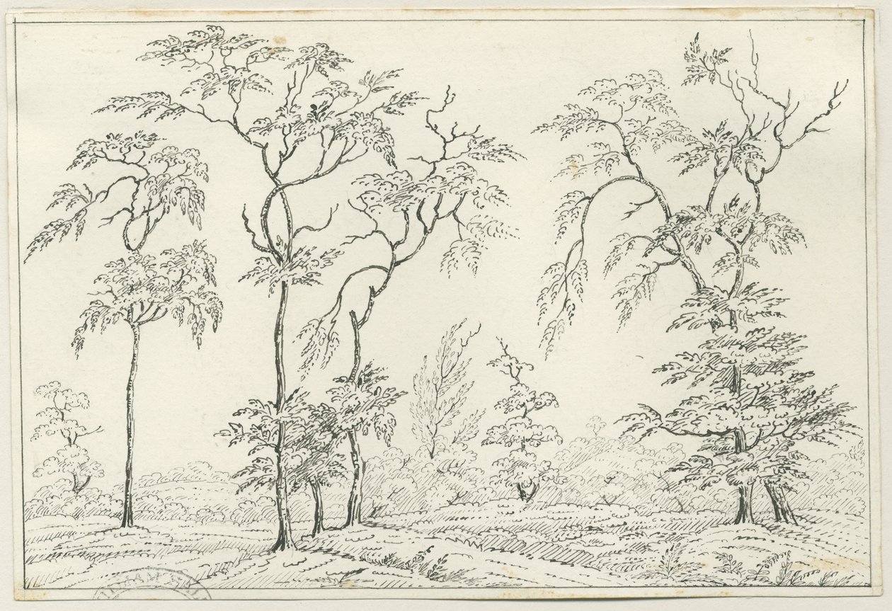 Cannock Chase: kynä- ja lyijykynäpiirustus, nd [?1800-luku] tekijältä Unbekannt