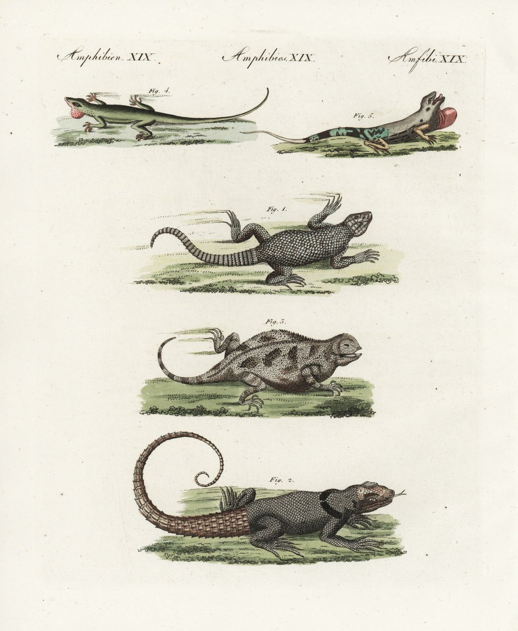 Cape girdled lisko (afrikkalainen saurian), Cordylus cordylus 1, Cuvier