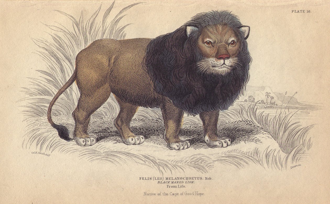 Kap-leijona. William Lizarsin litografia, joka perustuu Charles Hamilton Smithin piirustukseen, Sir William Jardinen "Bibliotheque naturaliste, mammals, les felins" -teokseen, joka julkaistiin vuonna 1834 Edinburghissa (Skotlannissa). tekijältä Unbekannter Künstler