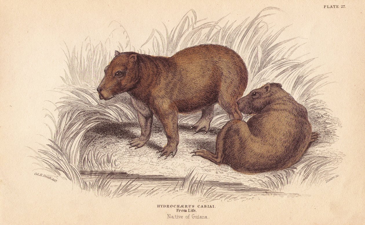Capybara, Hydrochoerus hydrochaeris (Hydrochaerus cabiai). Lizarsin käsin värjätty teräskaiverrus Charles Hamilton Smithin kuvituksen mukaan William Jardine