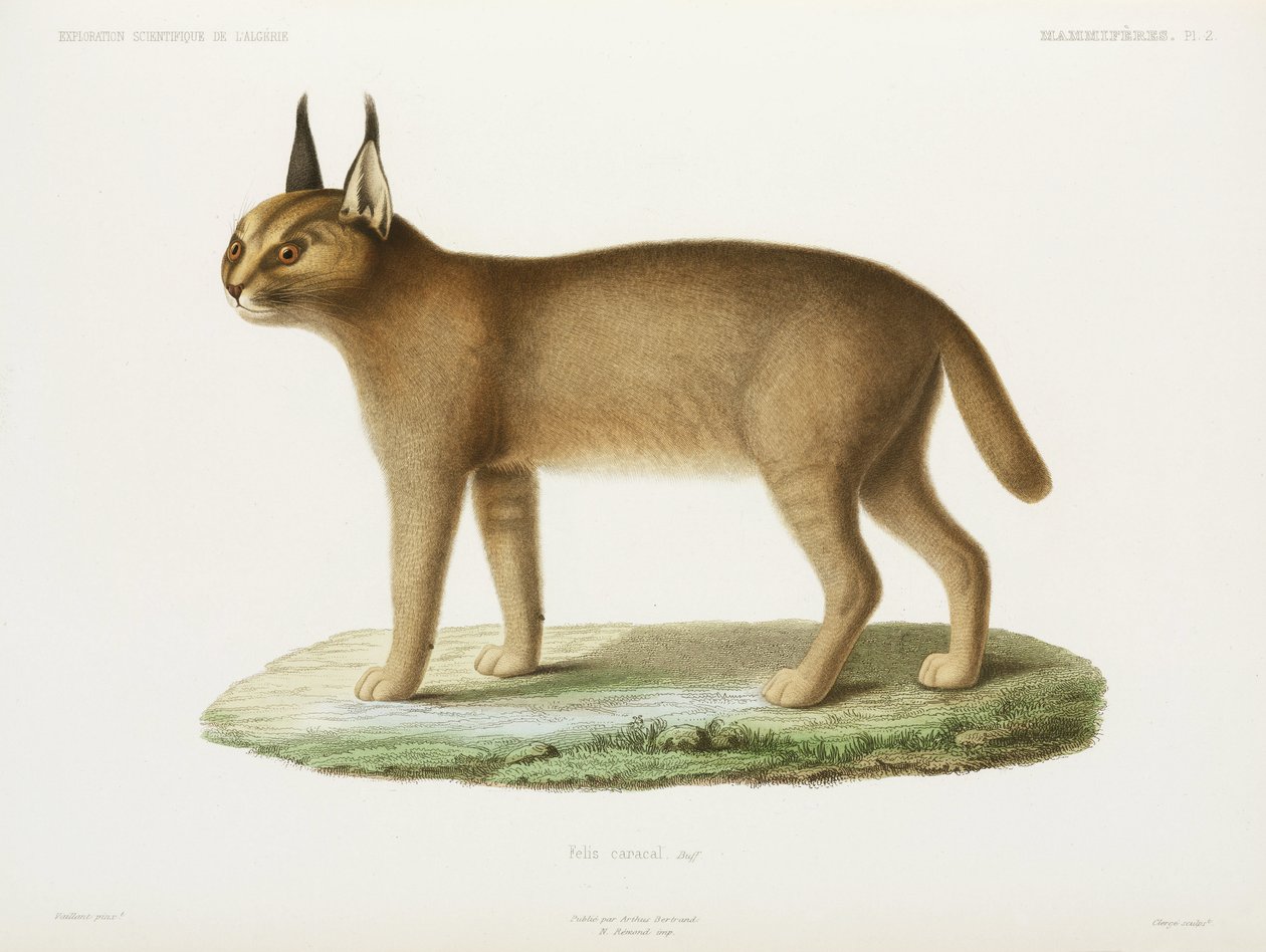 Caracal, Algeria tekijältä Unbekannt