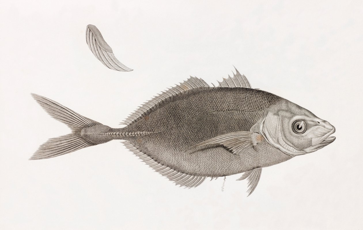 Caranx Lune, lähikuva tekijältä Unbekannt