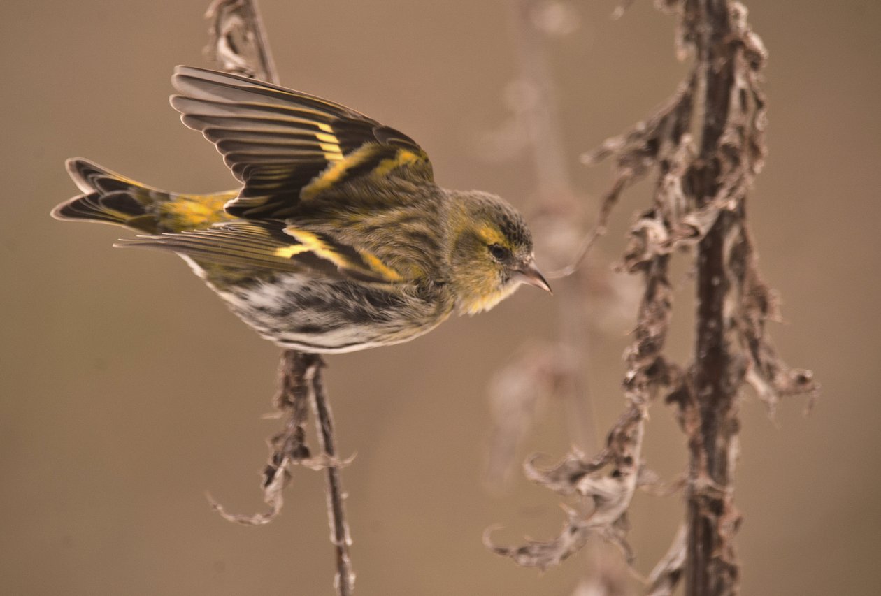 Carduelis spinus/Alder Tarin/Eurasian Siskin tekijältä William M. Timlin