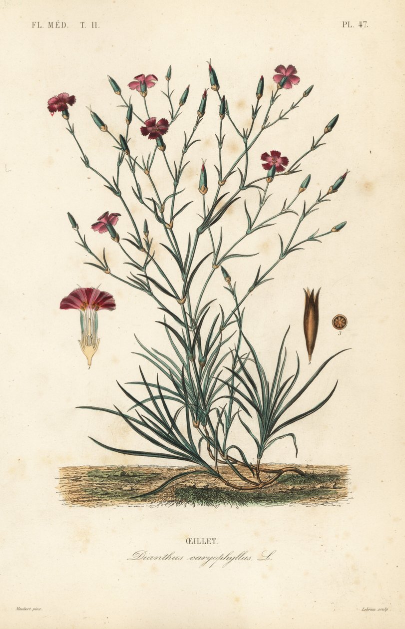 Neilikka tai neilikka vaaleanpunainen, Dianthus caryophyllus, Oeillet tekijältä Unbekannt