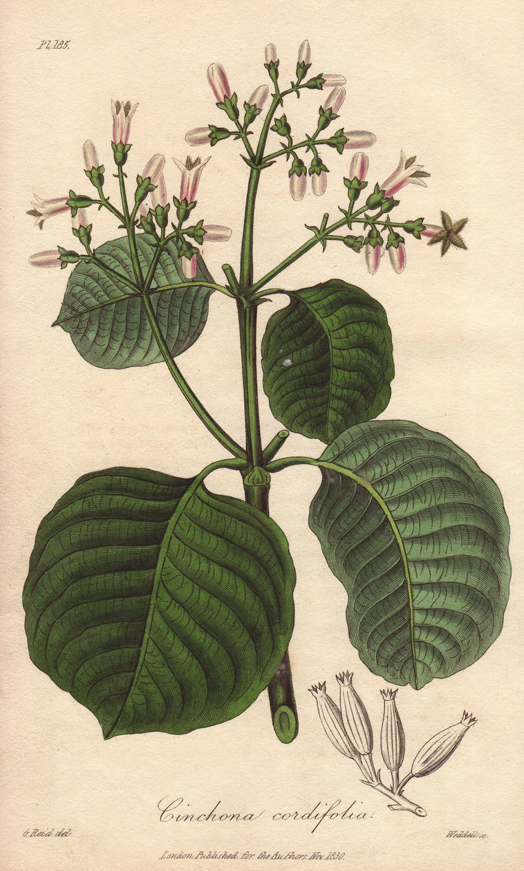 Cartagenan kaarnan kuori, Cinchona cordifolia tekijältä Unbekannter Künstler