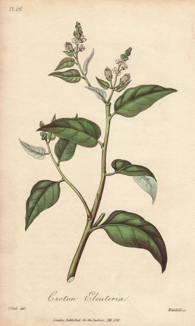 Cascarilla (Croton eleuteria) - Vahva vesi William Clarke kuvittaa "Medical Botanical, kuvaus Lontoon, Edinburghin ja Dublinin lääkekasveista", jonka John Stephenson ja James Morss Churchill julkaisivat Lontoossa John Churchill vuonna 1 tekijältä Unbekannter Künstler