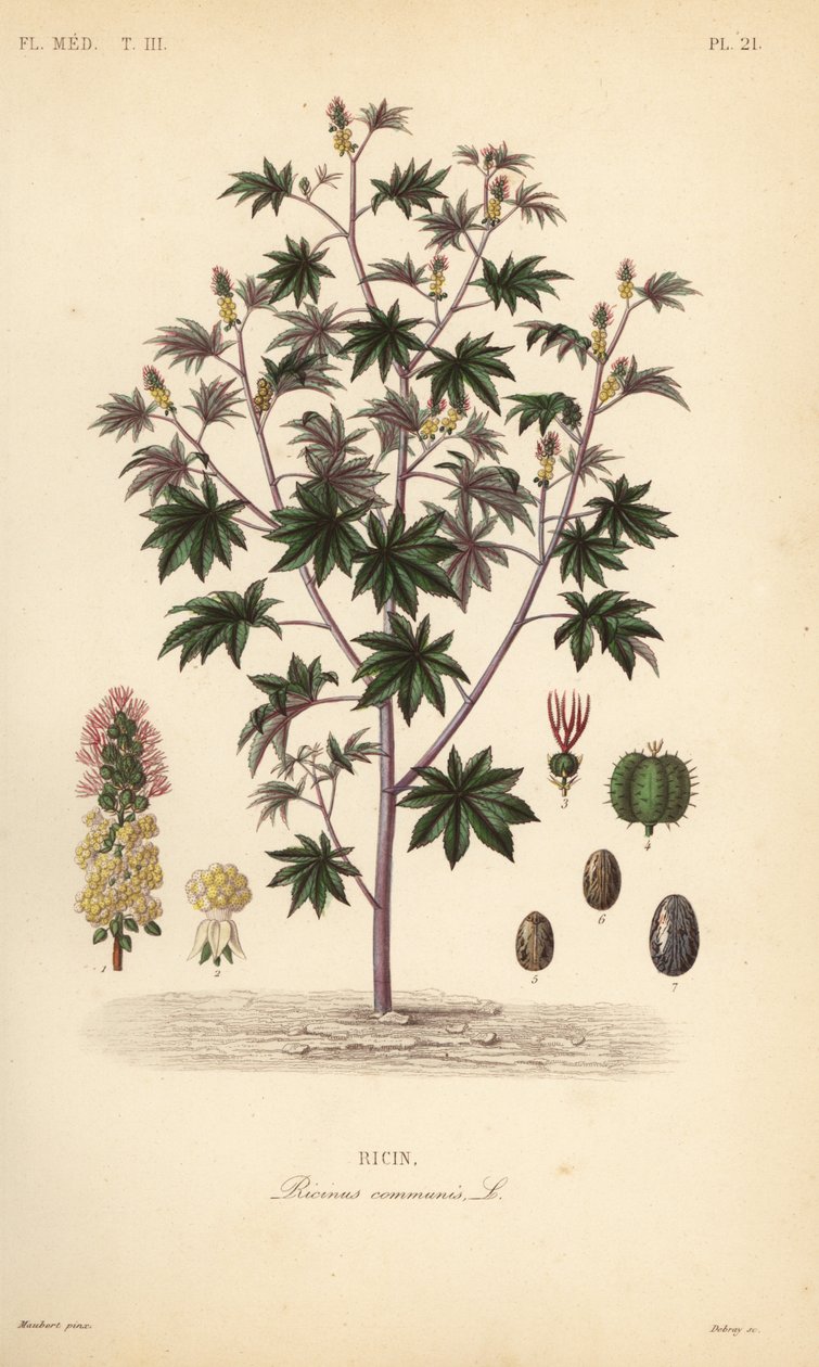 Risiinipapu tai risiiniöljykasvi, Ricinus communis, Ricin tekijältä Unbekannt