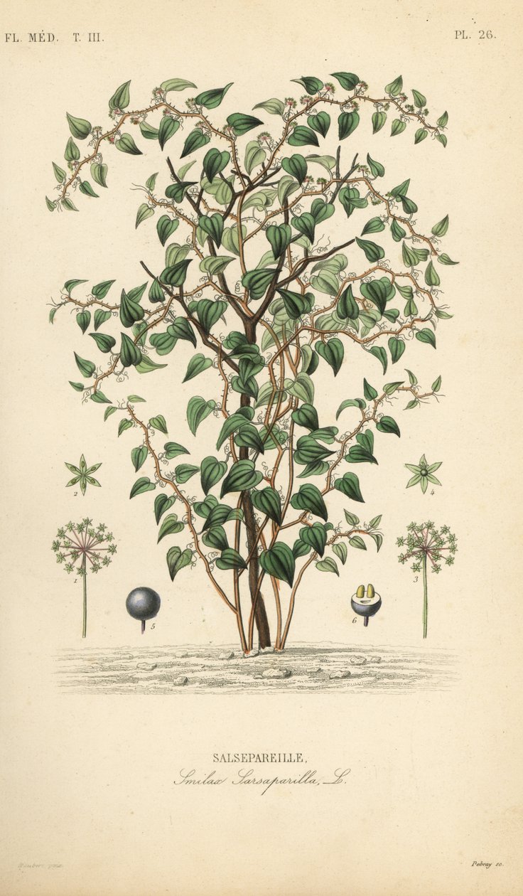 Kissan viherkoira tai catbriar, Smilax glauca, Smilax sarsaparilla, Salsepareille, Debrayn käsinvärinen teräskaiverrus Edouard Maubertin kasvitieteellisen kuvituksen mukaan Pierre Oscar Reveilistä, A tekijältä Unbekannt