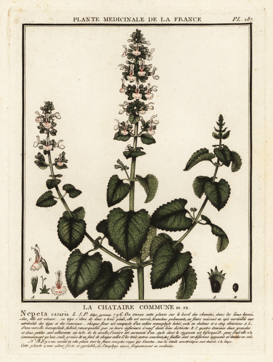 Kissanminttua, Nepeta cataria. tekijältä Unbekannter Künstler