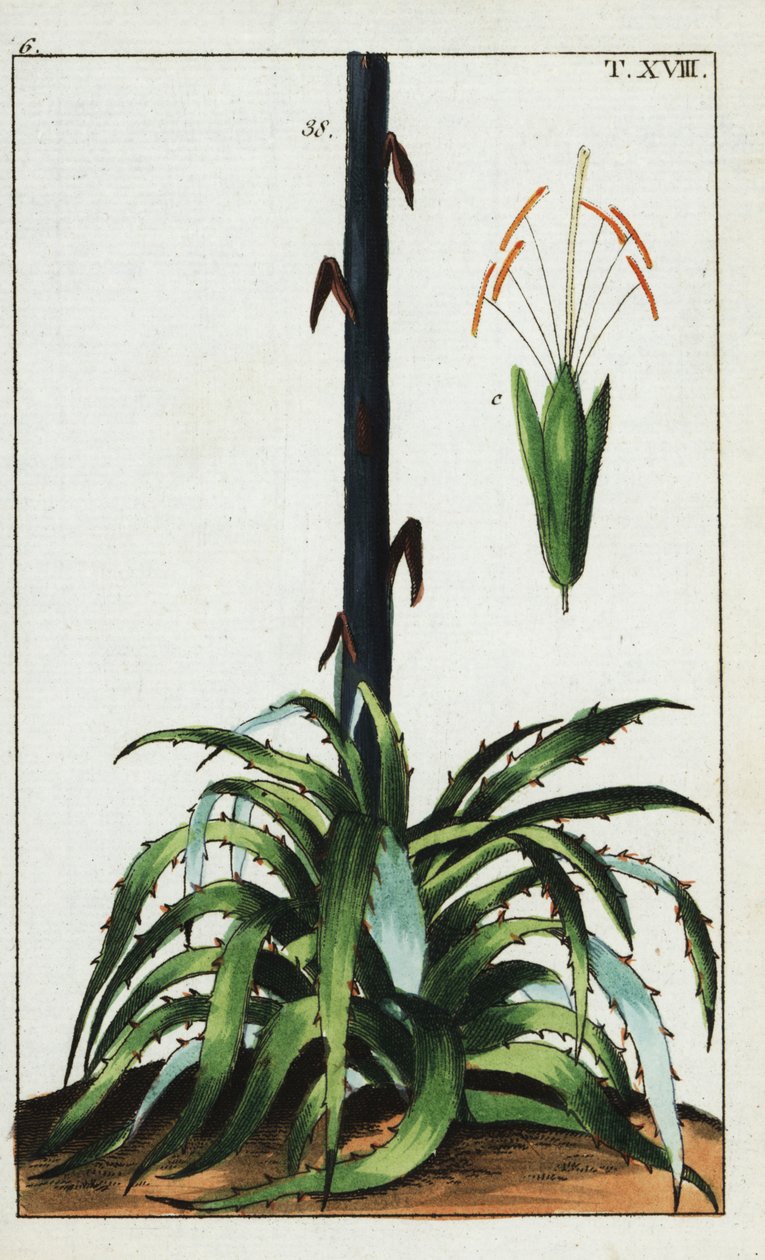 Century kasvi, Agave americana. tekijältä Unbekannter Künstler
