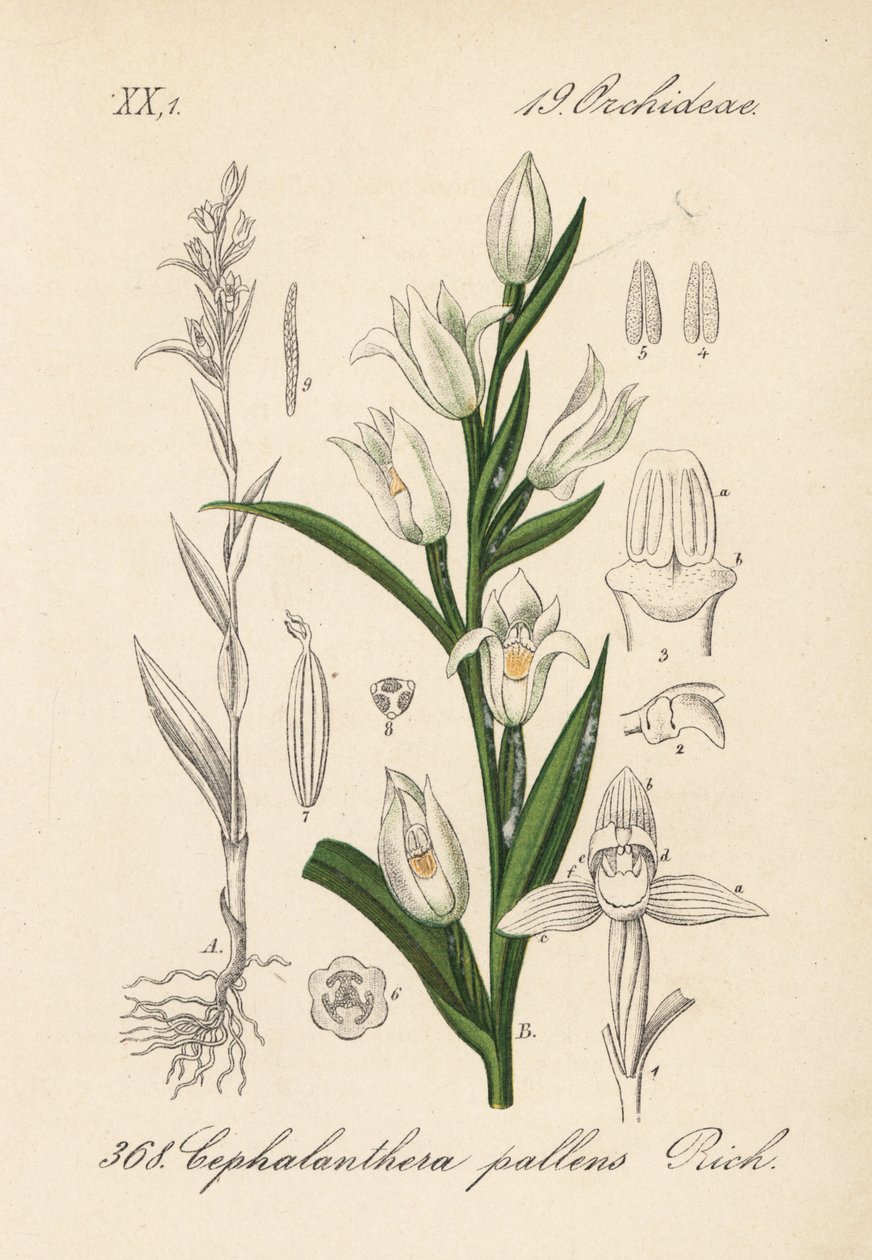 Cephalanthere on epe tai pitkälehtinen - Sword-leaved helleborine, Cephalanthera longifolia (Cephalanthera pallens). Käsin väritetty litografia Diederich von Schlechtendalin teoksesta Saksan kasvisto (Flora von Deutschland), Jena. tekijältä Unbekannter Künstler