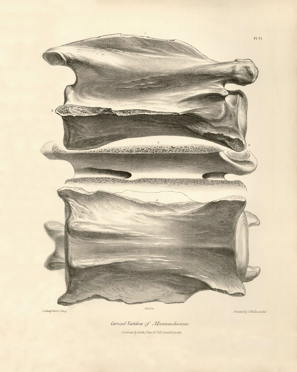 Macrauchenian kaulanikama, esihistoriallisen eläimen, jonka Charles Darwin löysi tutkimusmatkallaan Beaglella. Kapteeni Fitzroyn komennossa vuosina 1832-1836 olleen H.M.S. Beaglen matkan eläintiede, muokattu ja superkirjoitettu. tekijältä Unbekannter Künstler