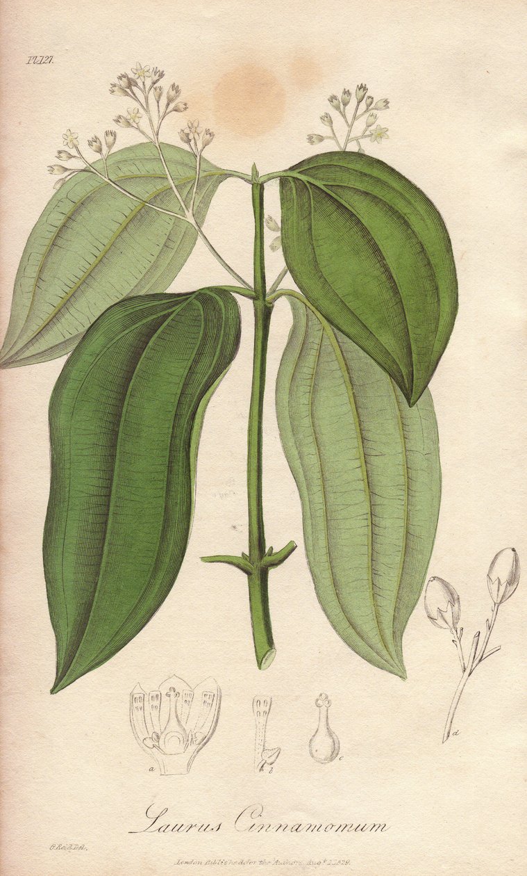 Ceylon Fluting Machine (Cinnamomum verum) - Vahva vesi William Clarke kuvittaa "Medical Botanical, Description of the Medicinal Plants of London, Edinburgh, and Dublin" John Stephenson ja James Morss Churchill, julkaissut Lontoossa John C tekijältä Unbekannter Künstler
