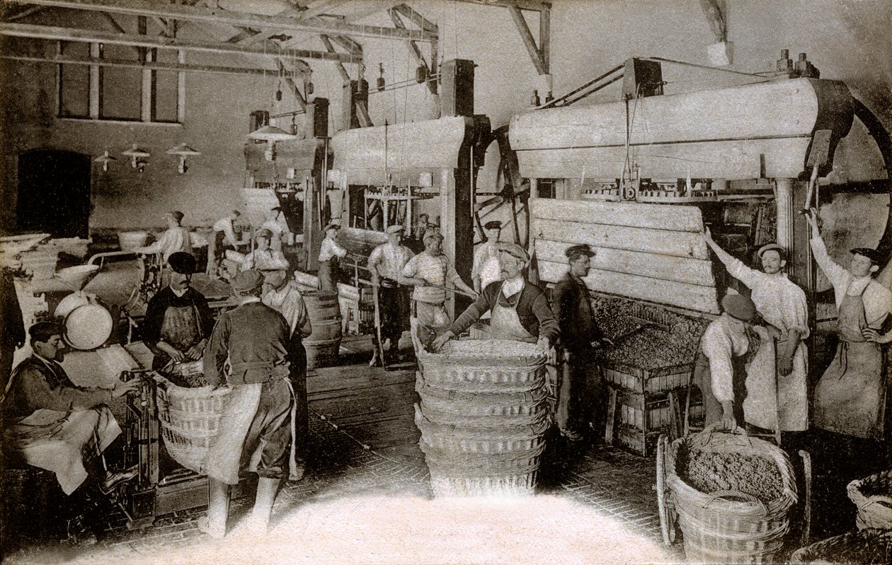Samppanja: rypäleiden puristaminen Saint-Helenen sadonkorjuutalossa, Moet & Chandon Epernay -talo, 1900-luvun alku (m/v kuva) tekijältä Benjamin Baud