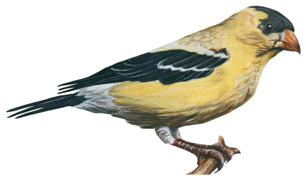 Chardonneret jaune, canari sauvage - kultatippo (Carduelis tristis) tekijältä Unbekannter Künstler