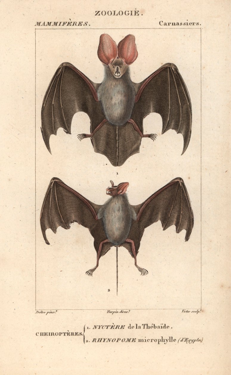 Cheiroptere (chiroptere): Thebaiden nyctere ja Egyptin rhynopome-mikrofylli - Eau forte Jean Gabriel Pretre (1780-1845), kaiverrettu Carnonkelin toimesta, Frederic Cuvierin luonnontieteiden sanakirjaa varten: nisäkkäät, toimittanut Pierre Jean Francois Tu tekijältä Unbekannter Künstler