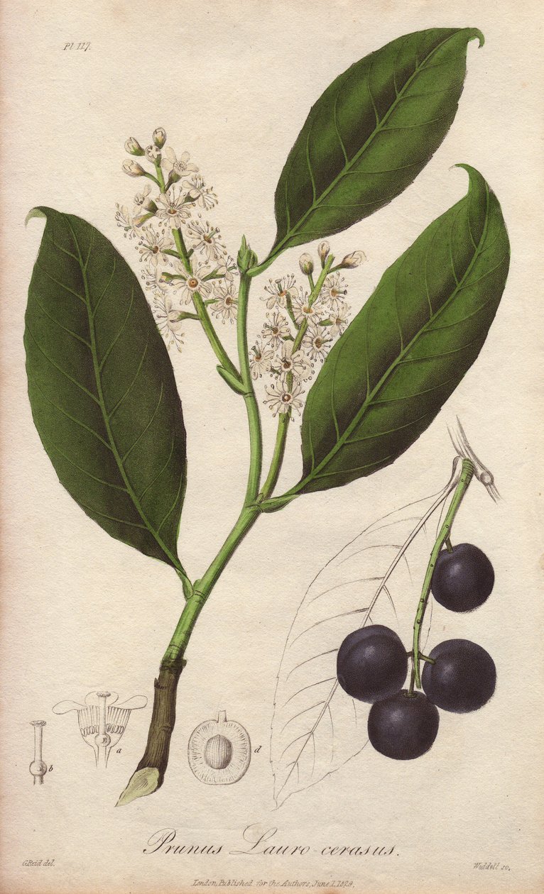Cherry laurel tai laurel almond tai laurel pame tai trebizonde laurel (Prunus Lauro-cerasus) - William Clarken valuma kuvittaa John Stephensonin ja James Morssin "Medical Botanical, Description of the Medicinal Plants of London, Edinburgh and Dublin" -teos tekijältä Unbekannter Künstler
