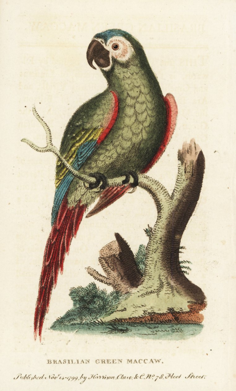 Kastanjapapukaija, Ara severus. Brasilian vihreä ara. Kuvitus on kopioitu George Edwardsilta. Käsinväritetty kuparikaiverrus lehdestä "The Naturalist