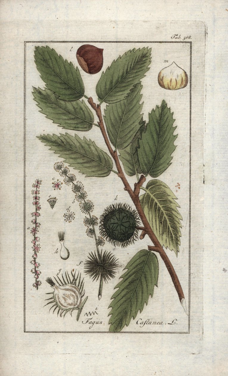 Kastanja (Castanea sativa). Litografia teoksesta "Afbeelding der Artseny-Gewassen", Johannes Zorn (1739-1799), Alankomaat. tekijältä Unbekannter Künstler