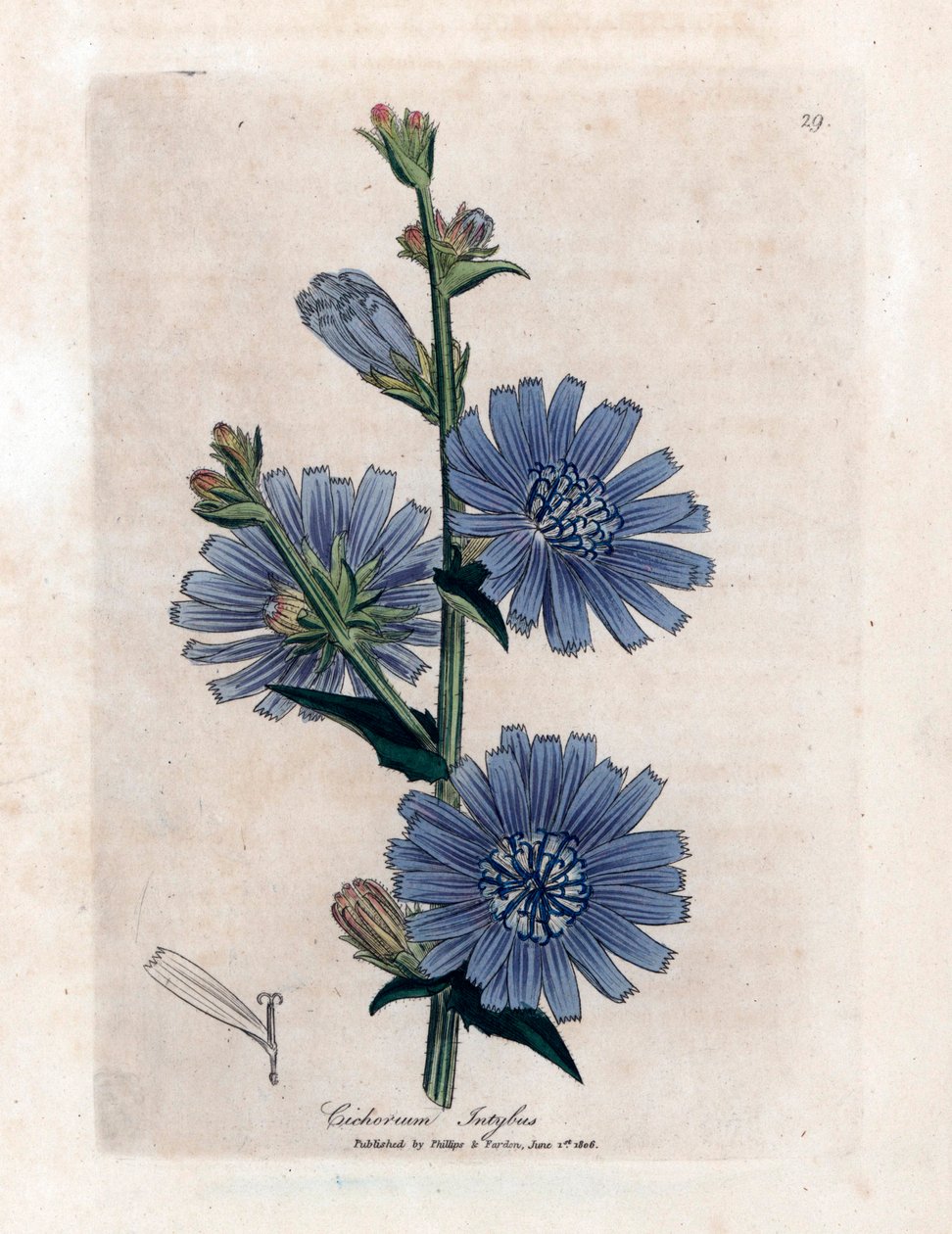 Chicoree bitere (Cichorium intybus) James Sowerbyn "Medical Botany" William Woodville ja Sir William Jackson Hooker 1832. tekijältä Unbekannter Künstler