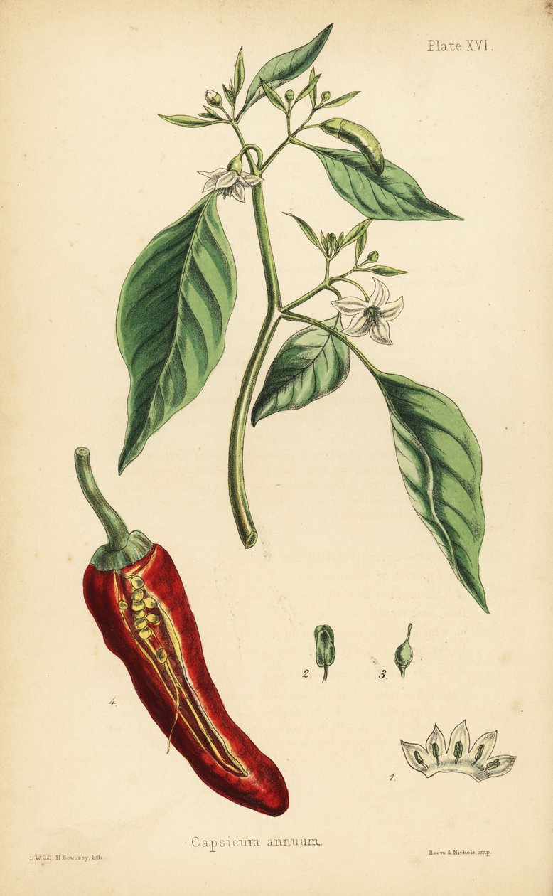 Chilipippuri, Capsicum annuum. Henry Sowerbyn käsin tekemä värilitografia L.W.:n kuvituksen mukaan Edward Hamiltonin teoksesta Flora Homeopathica, Bailliere, Lontoo. tekijältä Unbekannter Künstler