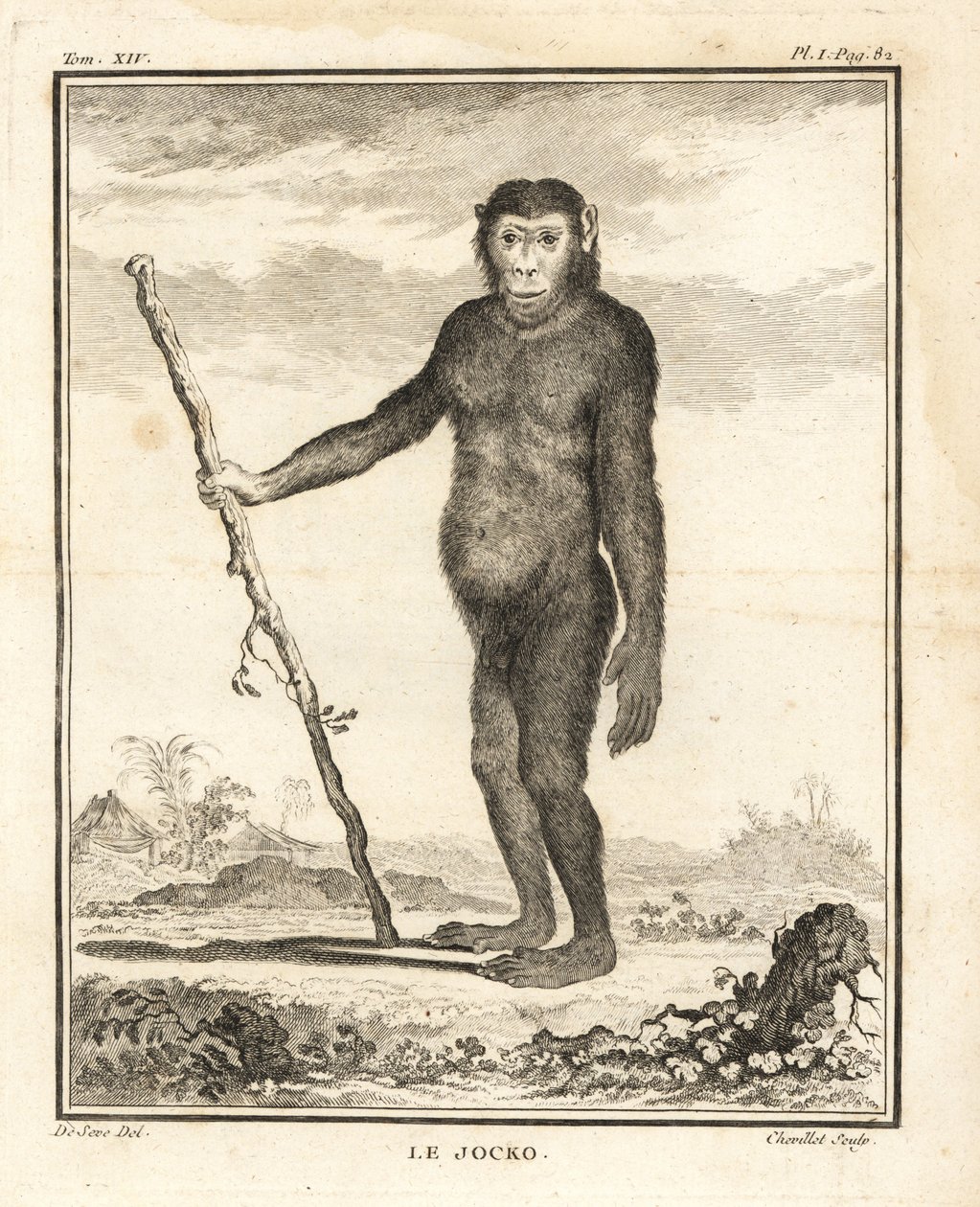 Simpanssi, Pan troglodytes. Jocko. Uhanalainen. Chevillet