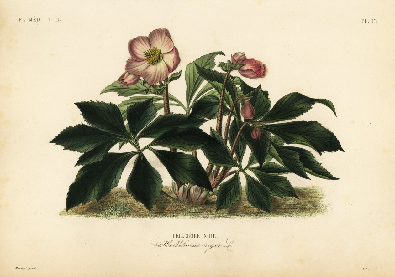 Jouluruusu tai musta hellebore, Helleborus niger, Hellebore noir tekijältä Unbekannt
