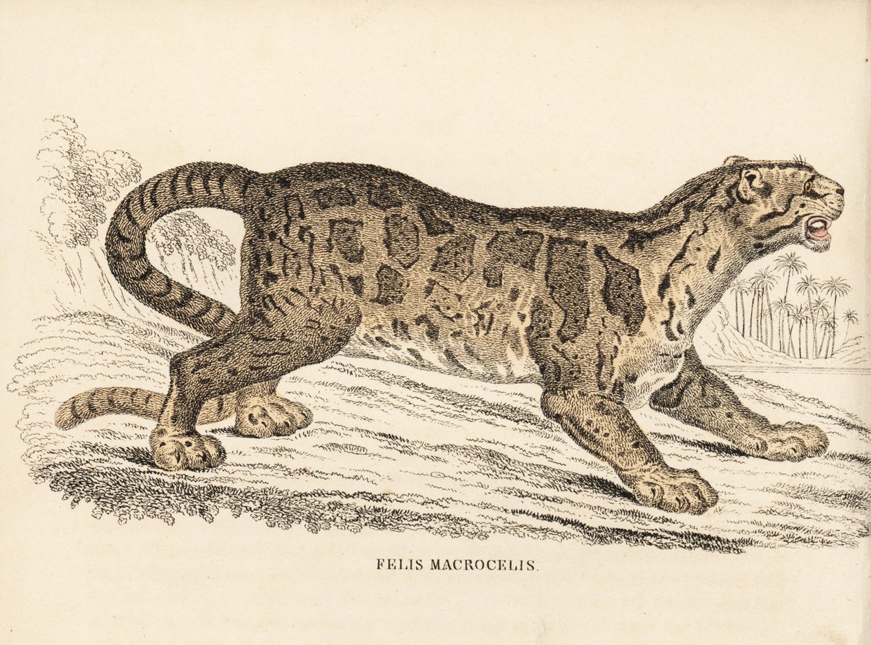 Pilvileopardi, Neofelis nebulosa (Felis macrocelis). Haavoittuva. Käsinväritetty teräskaiverrus Georg Friedrich Treitschken luonnontieteellisestä galleriasta, Naturhistorischer Bildersaal des Thierreiches, Liepzig-1842. tekijältä Unbekannter Künstler