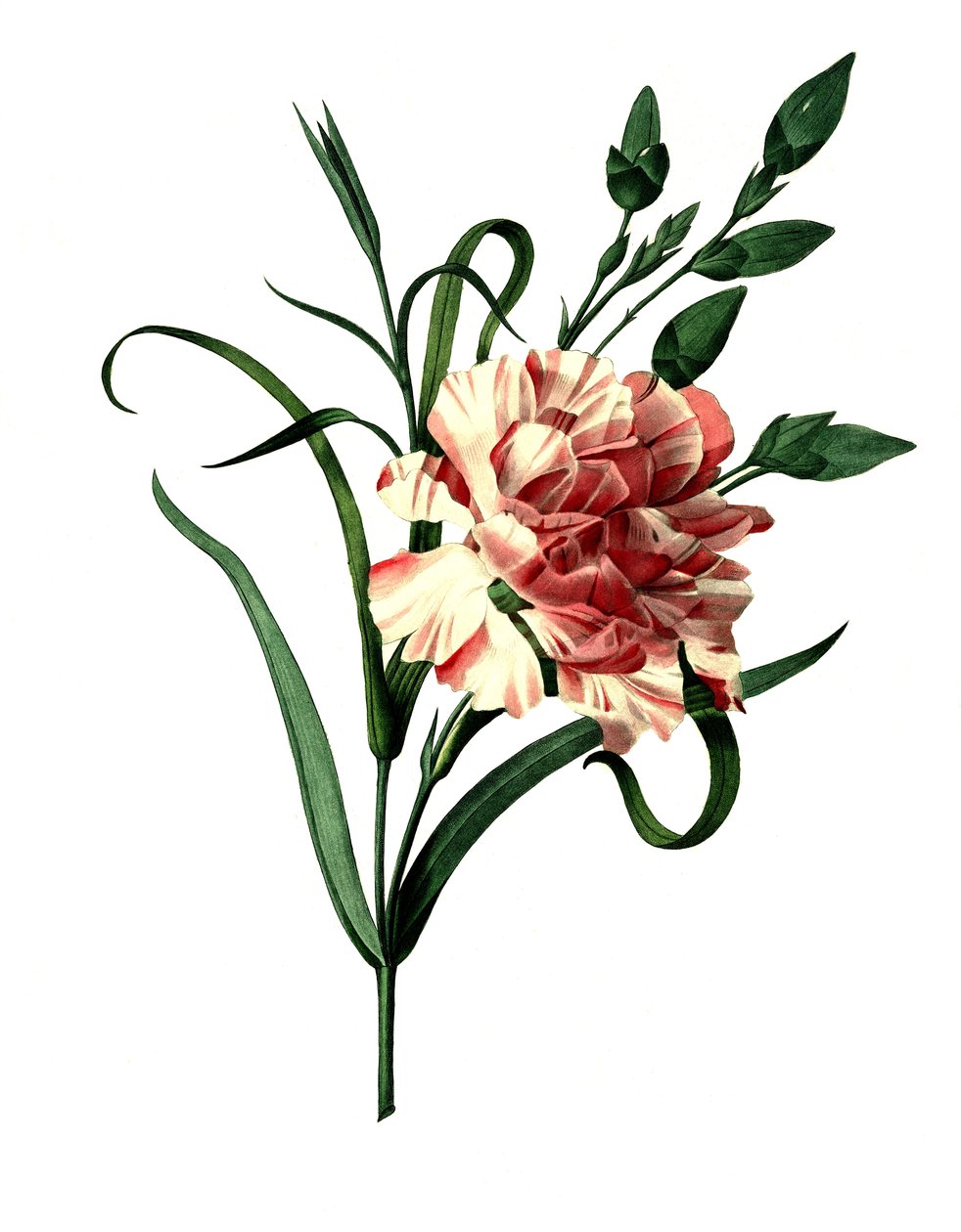 neilikkapinkki (Dianthus caryophyllus) tai jalo neilikka, puutarhaneilikka. tekijältä Unbekannter Künstler
