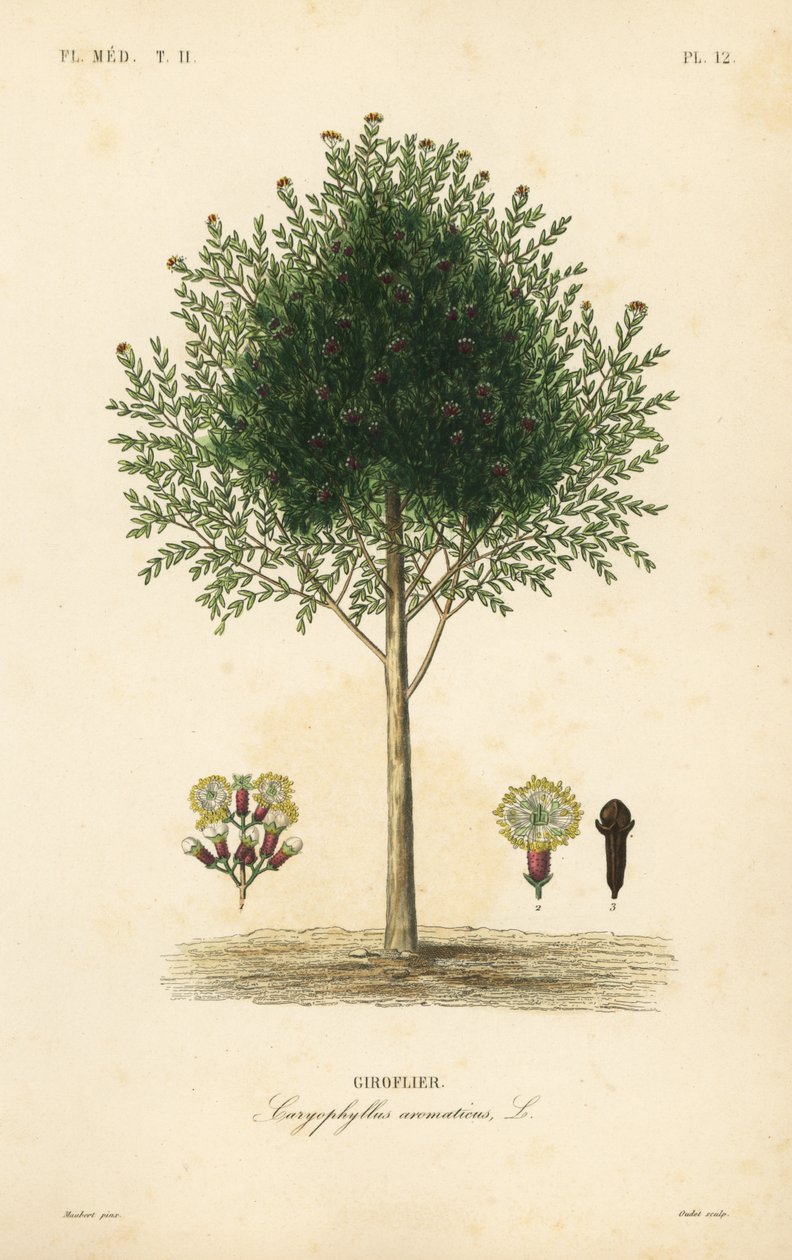Neilikkapuu, Syzygium aromaticum, Caryophyllus aromaticus, Giroflier tekijältä Unbekannt