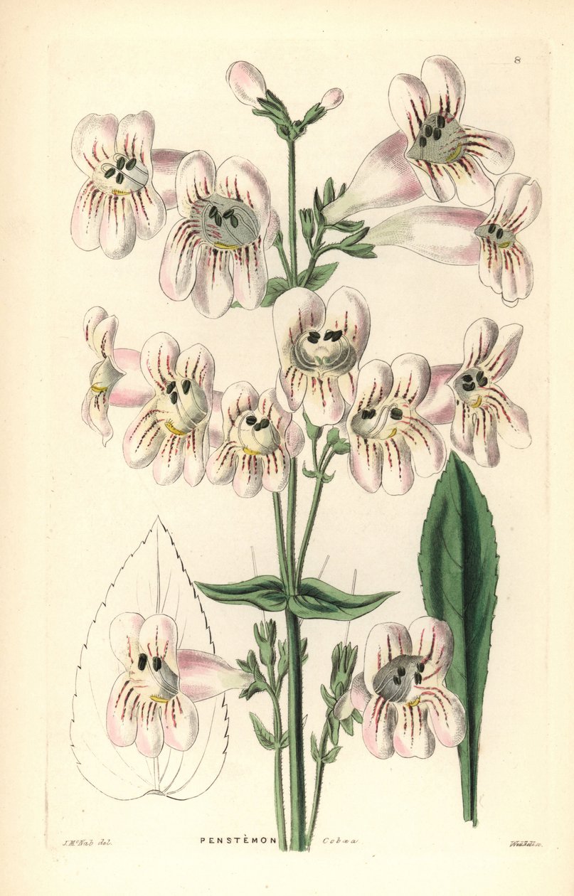 Cobaea-kukkainen penstemon, Penstemon cobaea. Weddellin käsin tekemä kuparikaiverrus J. McNabin mukaan, John Lindleyn ja Robert Sweetin teoksesta Ornamental Flower Garden and Shrubbery, G. Willis, Lontoo. tekijältä Unbekannter Künstler